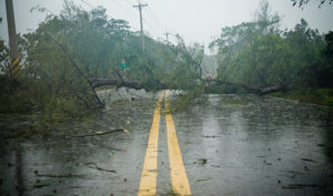 Tree blown down by hurricane